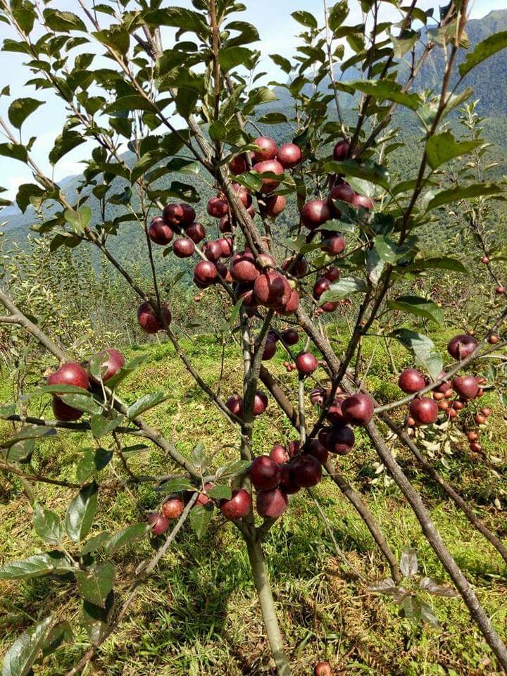 Hillside apple trees in Dolma Homestay's Sangti Valley orchard